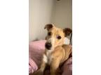 Adopt Noodle or Penelope a Tan/Yellow/Fawn - with White Whippet / Mutt / Mixed