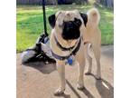 Adopt Tito a Tan/Yellow/Fawn - with Black Pug / Mixed dog in Grapevine