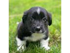 Adopt Mello a Black - with White Pomeranian / Jack Russell Terrier / Mixed dog
