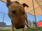 Adopt FLOW a Pit Bull Terrier, Mixed Breed