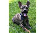Adopt Roo Couch a Brindle Beagle / Hound (Unknown Type) / Mixed dog in