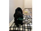 Adopt Chief a Black Cocker Spaniel / Mixed dog in San Antonio, TX (41502631)