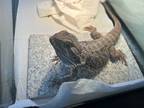 Adopt Almond a Lizard reptile, amphibian, and/or fish in Seville, OH (41502624)