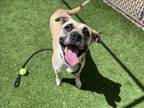 Adopt SOPHIE a Pit Bull Terrier