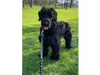 Adopt Irene a Black Schnauzer (Giant) / Mixed dog in Brunswick, OH (41502622)