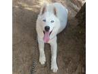 Adopt Casper a White Husky / Husky / Mixed dog in Jurupa Valley, CA (41502591)