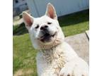 Adopt Bartok a Akita / Mixed dog in Brockville, ON (41486180)