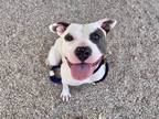 Adopt PRICILLA a Pit Bull Terrier, Boxer