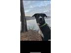 Adopt Sadie a Black - with White Border Collie / Mixed dog in Matthews