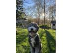 Adopt Archie a Gray/Silver/Salt & Pepper - with White Sheepadoodle / Mixed dog