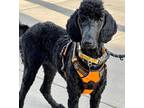 Adopt Yzma a Black Poodle (Standard) / Mixed dog in Mead, CO (41501555)