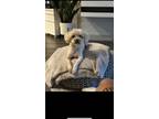 Adopt Charlie a White - with Tan, Yellow or Fawn Poodle (Miniature) / Maltipoo /