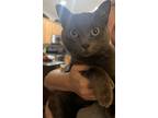 Adopt Walter a Gray or Blue Russian Blue / Mixed (short coat) cat in Orange
