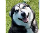 Adopt Dove a Siberian Husky / Mixed dog in Brockville, ON (41486185)