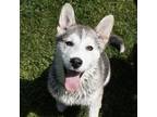 Adopt Sia a Siberian Husky / Akita / Mixed dog in Brockville, ON (41486183)