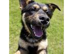 Adopt Annika a German Shepherd Dog / Rottweiler / Mixed dog in Brockville