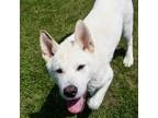 Adopt Balto a Akita / Mixed dog in Brockville, ON (41486181)
