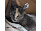 Adopt Big Ol' Eyes a Domestic Shorthair / Mixed cat in Lexington, KY (41490873)
