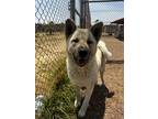 Adopt Kira a White - with Tan, Yellow or Fawn Mixed Breed (Large) / Mixed dog in