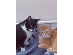 Adopt George and Hershey a Orange or Red Domestic Shorthair / Mixed (short coat)