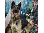 Adopt Stormi a Shepherd