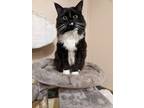 Adopt Roxie a Black & White or Tuxedo Domestic Longhair / Mixed (long coat) cat