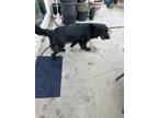Adopt Ollie a Black Golden Retriever / German Shepherd Dog / Mixed dog in