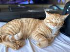 Adopt King a Tiger Striped American Shorthair / Mixed (short coat) cat in