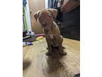 Adopt Lucretia a Red/Golden/Orange/Chestnut Mastiff / Mixed dog in San Antonio