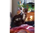 Adopt Jojo a Brown or Chocolate Tabby / Mixed (short coat) cat in Miramar