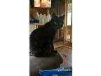 Adopt Sophie a All Black Domestic Shorthair / Mixed (short coat) cat in Clyde