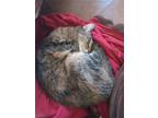 Adopt Crookshanks a Brown Tabby Domestic Mediumhair / Mixed (short coat) cat in
