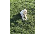 Adopt Louie a White Maltipoo / Mixed dog in San Antonio, TX (41491092)