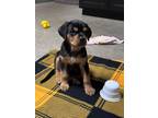Adopt STELLA a Black - with Tan, Yellow or Fawn Rottweiler / Mixed dog in