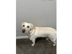 Adopt Chico a Tan/Yellow/Fawn - with White Labrador Retriever / Mixed dog in