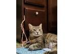 Adopt Sage a Gray, Blue or Silver Tabby Domestic Shorthair / Mixed (short coat)