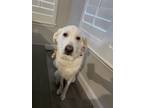 Adopt Khaleesi a White Great Pyrenees / Labrador Retriever / Mixed dog in Glenn