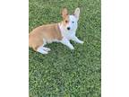 Adopt Dillon a Brown/Chocolate - with White Pembroke Welsh Corgi / Mixed dog in