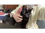 Adopt Voidie/Lulu a All Black Domestic Shorthair / Mixed (short coat) cat in