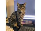 Adopt Mackie a Tiger Striped Domestic Shorthair / Mixed (short coat) cat in