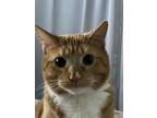 Adopt Sox a Orange or Red Tabby American Shorthair / Mixed (short coat) cat in