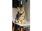 Adopt Cherry a Brown or Chocolate (Mostly) American Shorthair / Mixed (short