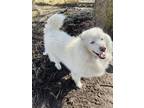 Adopt Iggi a White Husky / Mixed dog in Alpena, MI (41482157)