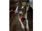 Adopt petey a White - with Brown or Chocolate Bull Terrier / Mixed dog in Aiken