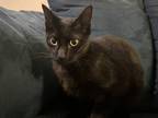 Adopt Bango a All Black Domestic Shorthair / Mixed (short coat) cat in San