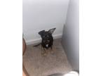 Adopt Prince a Black - with Tan, Yellow or Fawn Miniature Pinscher / Miniature