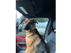 Adopt Roo a Brown/Chocolate - with Black German Shepherd Dog / Mixed dog in