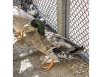 Adopt Quackers a Duck bird in Golden, CO (41492662)