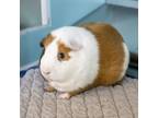 Adopt Charlie a Guinea Pig small animal in Golden, CO (41492651)
