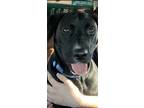 Adopt Jazz a Black - with White Labrador Retriever / Mixed dog in Wichita